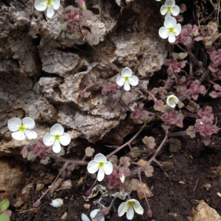 Veronica lycica